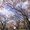 경동사택놀이시설 | 도쿄 벚꽃 명소 신주쿠 교엔 산책 피크닉