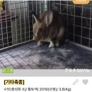 사단법인 동부 유기동물보호협회 | 토끼입양) 8월 포인핸드 : 유기는 살생입니다 🚫