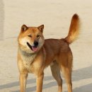 예