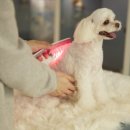 해피퍼피 강아지 유치원 이미지