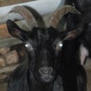 초방리농장 이미지