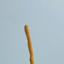 GS25 좌동화목 이미지