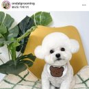 온달 그루밍 이미지