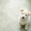 살랑살랑 이미지