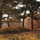 금강자연휴양림 이미지