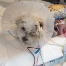 넬동물의료센터 이미지