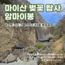 마이산 길목 잡화점 | 마이산 4월 벚꽃 실시간현황, 탑사절경,탑영제,매표, 백대명산 인증샷