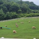 대신목장 이미지