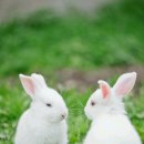 강미루 네이버블로그