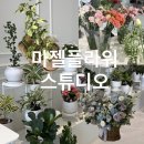 청대정문약국 | 청주 우암동 꽃집 l 마젤플라워스튜디오 반려화분 꽃배달 무늬홍콩야자 키우는법