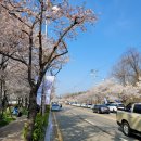 난타교실 | [공지] 화성시 기배동 벚꽃축제 핑크빛 동행 다녀온 솔직 후기