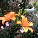 피고지고 이미지