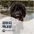 용인죽전 24시 스카이동물메디컬센터 | 정자역동물병원 강아지 백내장 초기 증상&amp;원인 치료 및 수술후기 [용인죽전24시스카이동물메디컬센터]