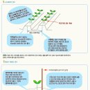 블루베리 노지 재배법(모닝팜 펌)| 블루베리 묘목, 심기 이미지
