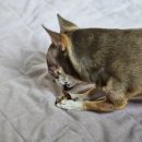 핫독애견 이미지