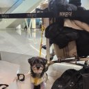 영진캔넬 | 이비스 스타일 앰버서더 인천/인천공항 반려동물 동반 애견동반 호텔 후기_내돈내산