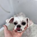 또왕또왕 Dog Salon 네이버블로그