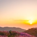 황매산군립공원 철죽축제 진심 너무 이쁘다