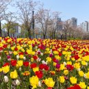 연수구, 주말 송도국제도시 튤립음악회 “구경 오세요.” 이미지