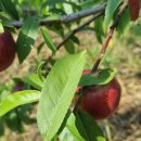 치유농장 연원당 이미지