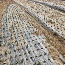 마늘각시 이미지