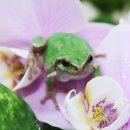 청개구리 이미지