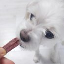 멍그리 | 강아지 수제간식 후기 멍그리 영양만점 노견 간식