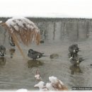 자원 오리성 티스토리