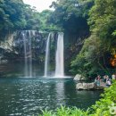 제주 천지연 담팔수 자생지 이미지