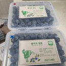 맑은샘음악교습소 | 줄리의 정원 블루베리 구입, 우리 집 1년 치 블루베리 구입, 맛 평가 역시나 명불허전