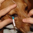 삼성동물약국 이미지