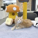 가족 | 사랑스러운 우리 집 새 가족, 양주고양이분양 성공 후기! 💖 yomicat 방문기