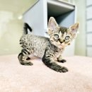 김해 해피몽 김해강아지분양 고양이분양 이미지