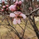 복사꽃공원 이미지