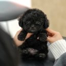 백일켄넬 이미지