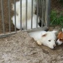 탤런트 독 스쿨 이미지