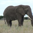 세렝게티 이미지