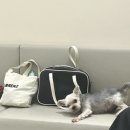 괜찮아동물병원 이미지