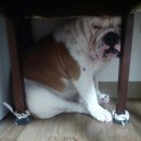 삐돌이네 이미지