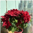 준플라워 | 위례꽃배달 특별한 날을 빛내준 네임플로라 플라워 서비스 후기