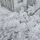 설국 Daum카페