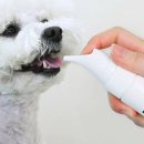 바비덴탈 이미지