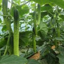 오송농장 이미지