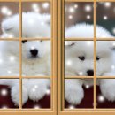 그리움 무 이미지