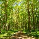 숲(Forest) 이미지