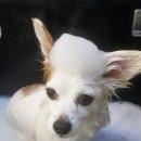 살롱드독 이미지