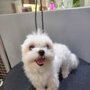 댕댕이모 이미지