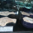 사립강원종합박물관 이미지