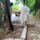 미용하시개 이미지