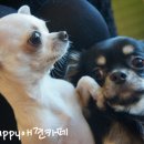 착한퍼피 이미지